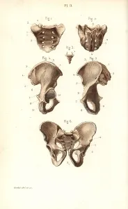 Corbie: Sacrum, coccyx and pelvis bones