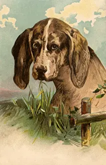 Sympathy: Sad Beagle Puppy