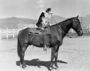 Saddles: SADDLE UP