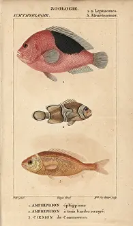 Jussieus: Saddle anemonefish, three-band anemonefish