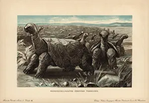 Rodrigues: Saddle-backed Rodrigues giant tortoise, Cylindraspis
