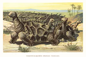 F. John: Saddle-backed Rodrigues giant tortoise, Cylindraspis