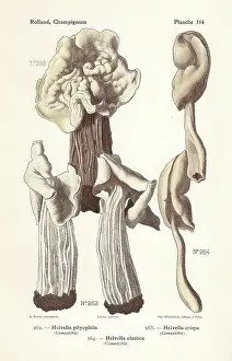 Bessin: Saddle mushrooms