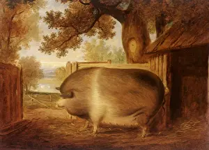 Dacre: Saddle Back Sow