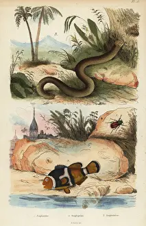 Saddleback: Saddleback clownfish and white worm lizard