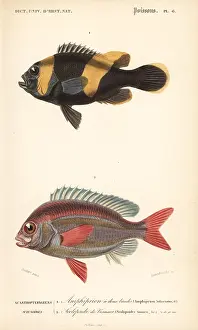 Bream: Saddleback clownfish and whitecheek monocle bream