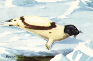 Saddleback: Saddleback Seal