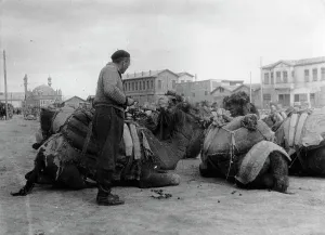Saddled: Saddled camels