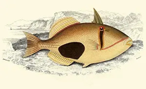 Saddled: Saddled Triggerfish, Rhinecanthus verrucosus