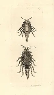 Isopod: Saduria entomon