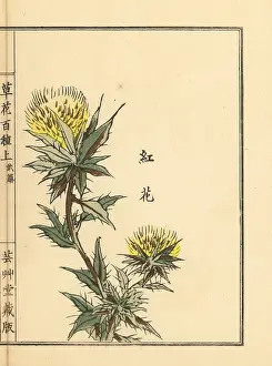 Yamada: Safflower, Carthamus tinctorius