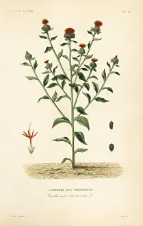 Maubert: Safflower, Carthamus tinctorius