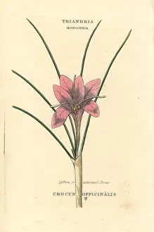 Duppa: Saffron or autumnal crocus, Crocus officinalis