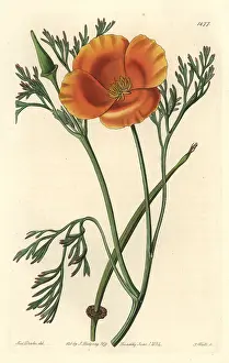 Crocea: Saffron-coloured eschscholtzia, Eschscholtzia crocea