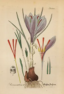 Artus: Saffron crocus, Crocus sativa