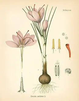 Sativus: Saffron crocus, Crocus sativus