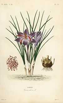 Medicale: Saffron crocus, Crocus sativus