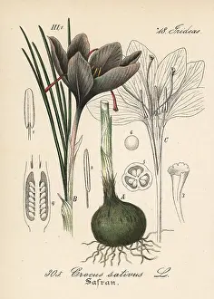 Schlechtendal: Saffron crocus, Crocus sativus