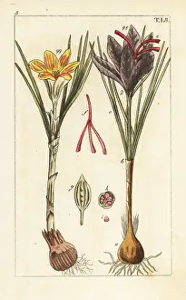 Gottlieb Tobias Wilhelm: Saffron crocus, Crocus sativus