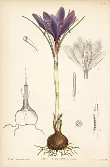 Sativus: Saffron, Crocus sativus