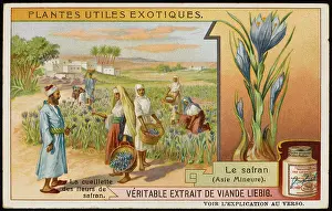 Cultivating: SAFFRON CULTIVATION