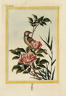 Chinoiserie: Saffron-flowered rose, Rosa species