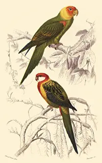 Eximius: Saffron-Headed Parrot and Eastern Rosella