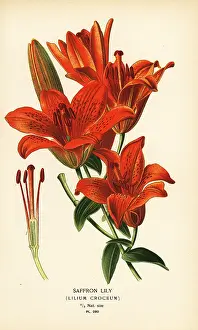 Speciosum: Saffron lily, Lilium bulbiferum