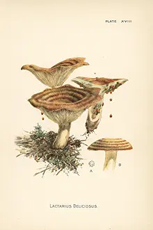 Mycology: Saffron milk cap, Lactarius deliciosus