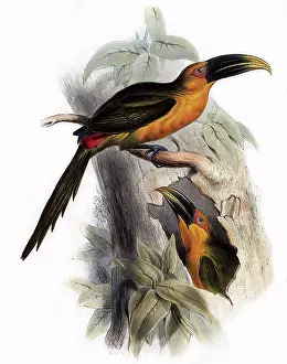 Lear: Saffron Toucans, Baillonius bailloni