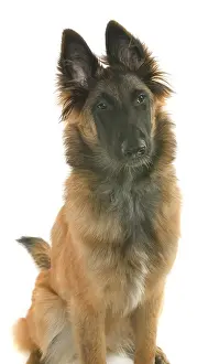 Caniformia: Saffy a Belgian shepherd