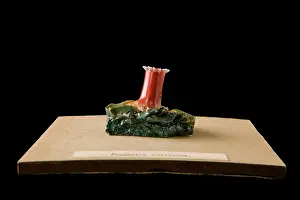 Anthozoa: Sagartia coccinea, sea anemone