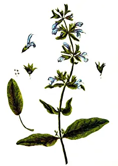 Salvia: Sage, Alchemy Plant