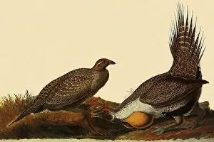 Sage: Sage Grouse, Centrocercus urophasianus