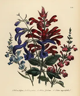 Humphreys: Sage or Salvia species