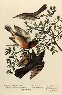 Sage: Sage Thrasher & Varied Thrush
