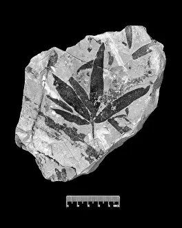 Pteridospermatophyta: Sagenopteris phillipsi, seed fern