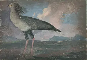 Sagittarius: Sagittarius serpentarius, secretary bird