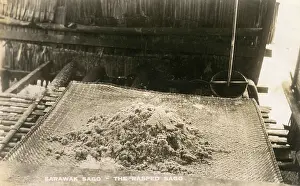 Rasp: Sago Industry of Sarawak