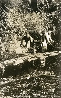 Sago: Sago Industry of Sarawak