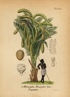 Artus: Sago palm, Metroxylon sagu