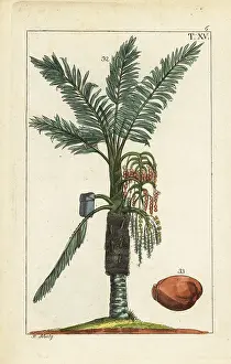 Sago: Sago palm tree, Metroxylon sagu