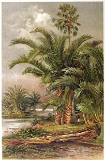 Sago: SAGO PALM TREES 1913