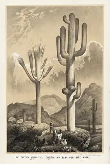 Giganteus: Saguaro cactus, Carnegiea gigantea