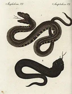 Vipera: Sahara sand viper and black asp