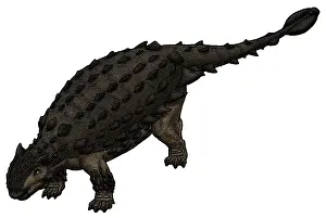 Ankylosaur: Saichania, a Mongolian ankylosaurid from the Cretaceous ?