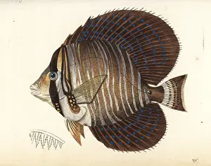Surgeonfish: Sailfin surgeonfish or sailfin tang, Zebrasoma velifer