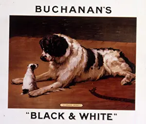 Maud: Saint Bernard dog with puppy, Buchanan's Whisky
