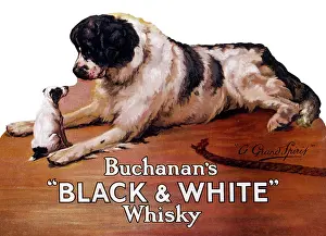 Maud: Saint Bernard dog with puppy, Buchanan's Whisky