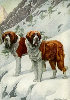 Ledge: Saint Bernards in the Snow